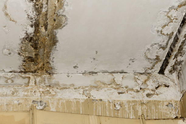 Best Mold Prevention Services  in Bullhead City, AZ