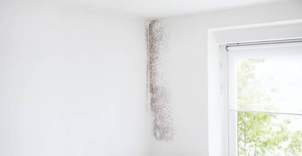 Best Comprehensive Air Testing for Mold Contaminants  in Bullhead City, AZ
