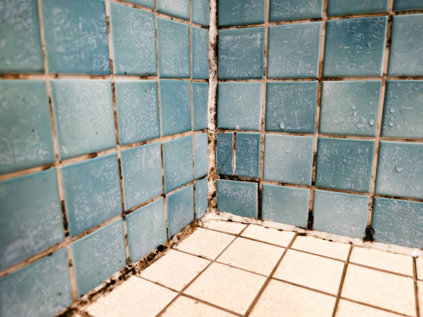 Best Air Quality Testing for Mold Spores  in Bullhead City, AZ