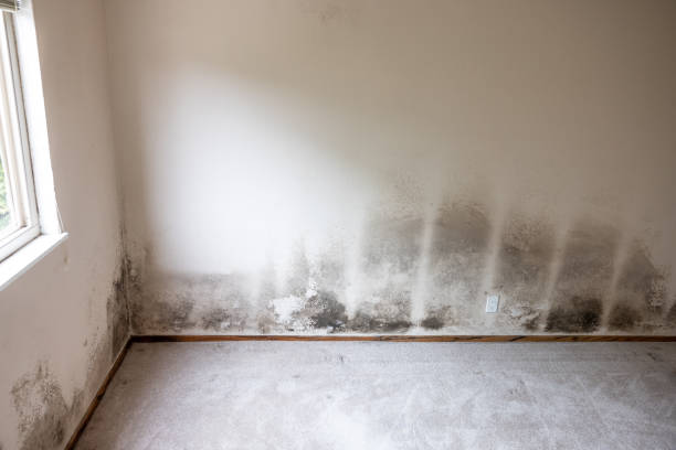 Best Water Damage & Mold Remediation  in Bullhead City, AZ