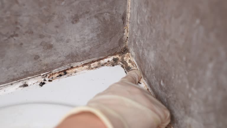 Reliable Bullhead City, AZ Mold Removal Solutions